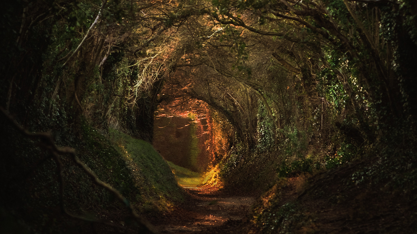 dark-tunnel-forest