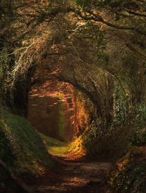 dark-tunnel-forest