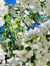 white-blooms